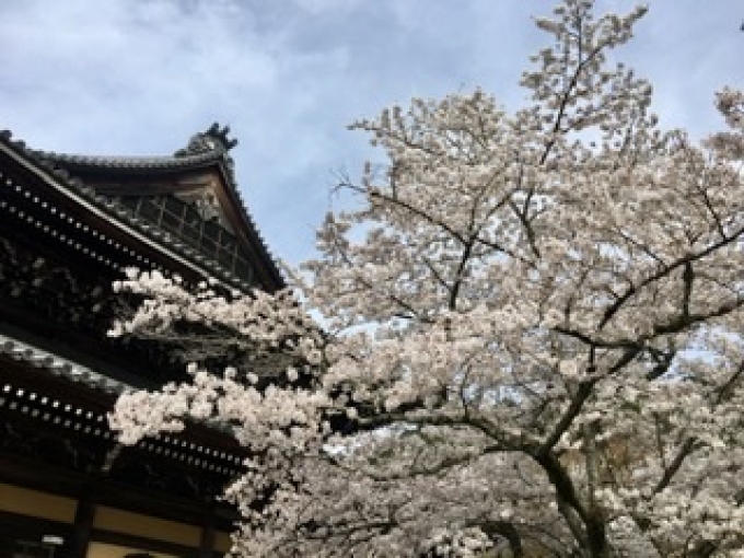 鉄道乗車記録の写真:旅の思い出(5)        「南禅寺の桜」