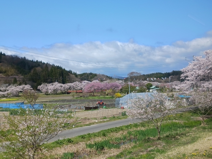 鉄道乗車記録の写真:車窓・風景(3)        「夏井の千本桜です。」