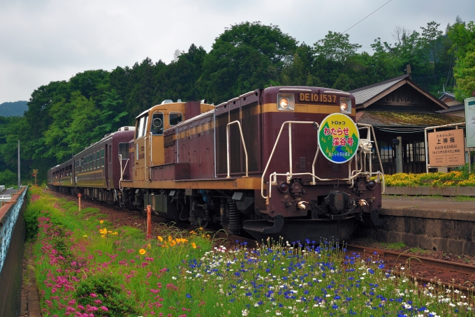 鉄道乗車記録の写真:列車・車両の様子(未乗車)(9)        「トロッコわたらせ渓谷号」