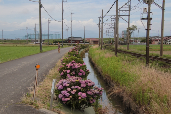 鉄道乗車記録の写真:車窓・風景(3)     「駅周辺の様子。紫陽花が綺麗です。」