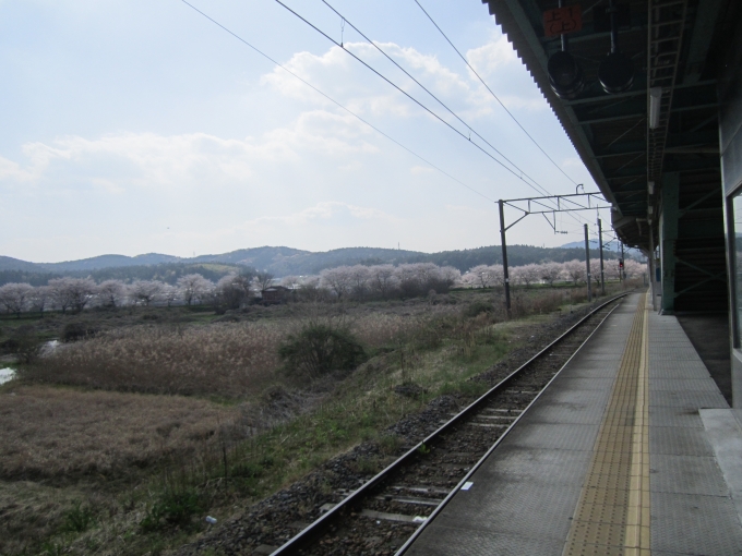 鉄道乗車記録の写真:車窓・風景(2)        「笠間駅プラットホームと満開の桜」