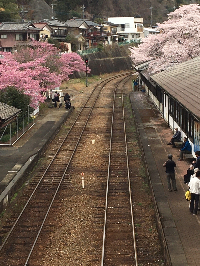 鉄道乗車記録の写真:駅舎・駅施設、様子(2)        「桜が本当にキレイでした。
絶対また来たい。」