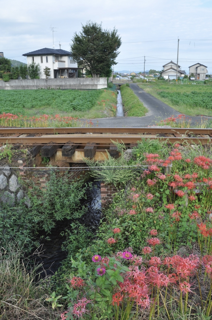 鉄道乗車記録の写真:車窓・風景(6)        「線路脇は赤色に染まっています♪」