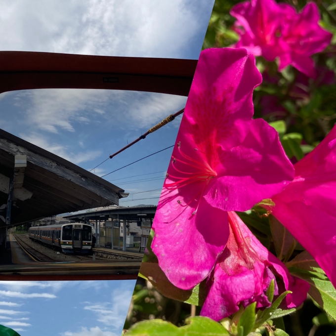 鉄道乗車記録の写真:旅の思い出(1)        「青空と躑蠋のコントラスト。
湯谷温泉駅では蜜が吸い放題でした。
」