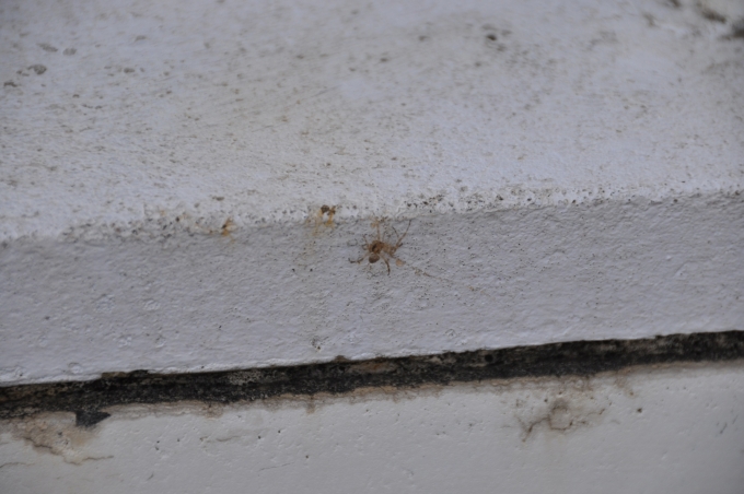 鉄道乗車記録の写真:旅の思い出(5)        「姫路のホームに巣を張り
生活してる蜘蛛ちゃんです。
」