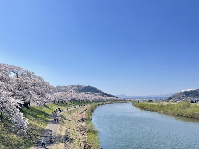 鉄道乗車記録の写真:旅の思い出(1)        「白石川堤一目千本桜の様子。桜は満開。」