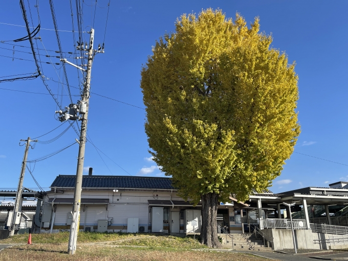 鉄道乗車記録の写真:駅舎・駅施設、様子(1)        「新田のシンボル、大銀杏の木。ほぼ真っ黄色に色付いた様子。」