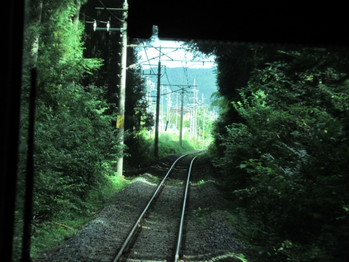 鉄道乗車記録の写真:車窓・風景(11)        「草木が高く茂る中を通る」