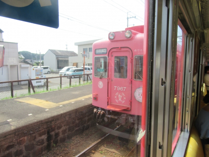 鉄道乗車記録の写真:列車・車両の様子(未乗車)(8)        「ピンク色のめでたい電車とすれ違い」