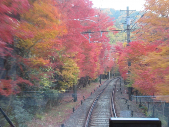 鉄道乗車記録の写真:車窓・風景(9)        「市原、二ノ瀬間はもみじのトンネルで紅葉が美しい」