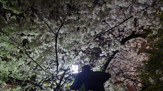 鉄道乗車記録の写真:旅の思い出(2)        「元三島神社にて夜桜見物。」