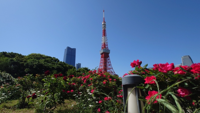 鉄道乗車記録の写真:旅の思い出(1)          「バラを鑑賞しつつ東京タワーも愛でる」