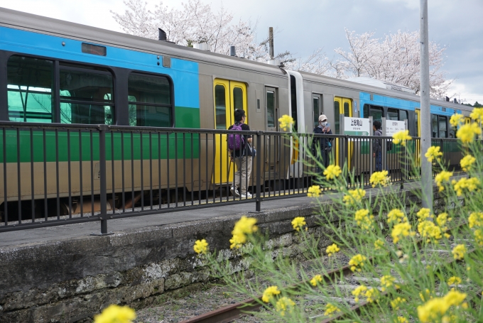 鉄道乗車記録の写真:乗車した列車(外観)(1)        「菜の花と桜と」