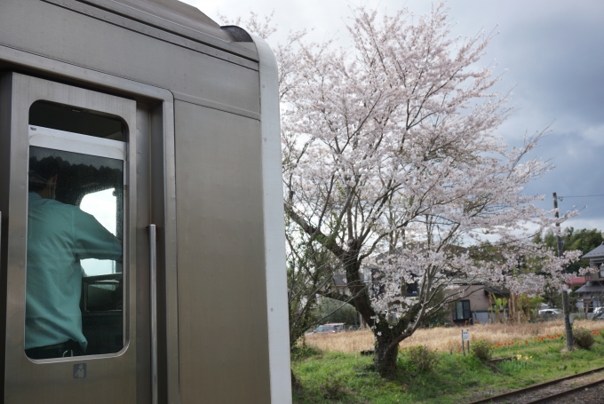 鉄道乗車記録の写真:車窓・風景(2)        「桜」