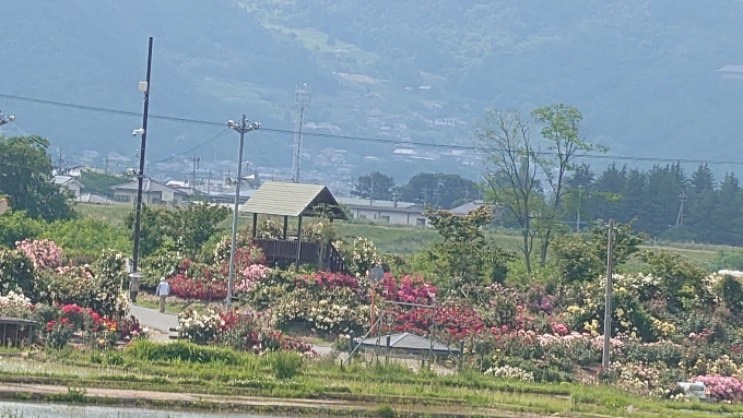 鉄道乗車記録の写真:車窓・風景(5)        「千曲川バラ園」