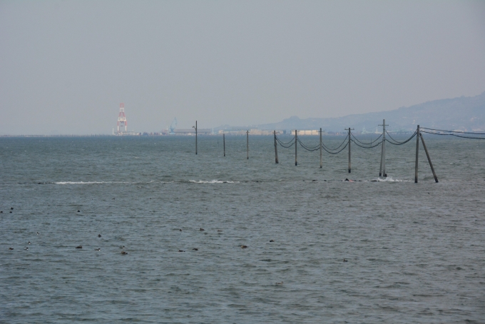 鉄道乗車記録の写真:車窓・風景(7)        「海に立つ電柱の向こう側に熊本フェリーオーシャン桟橋が見えてます。」