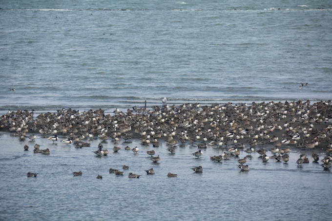 鉄道乗車記録の写真:車窓・風景(8)        「まだ3月の冷たい海に沢山の海鳥が群れていました。

シマアジという種類の鴨がメインで他の種類の鴨も混ざっていました。

冬の海や池や川は水鳥が見れるので楽しいです。」