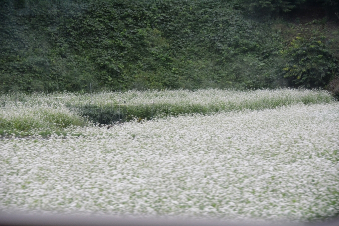 鉄道乗車記録の写真:車窓・風景(6)        「そばの白い花が咲いたそば畑」