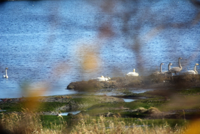 鉄道乗車記録の写真:車窓・風景(5)        「厚岸湖のオオハクチョウ」