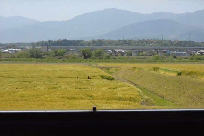 鉄道乗車記録の写真:車窓・風景(12)        「麦畑の中に撮り鉄発見！

写真を見てて気が付きました。」