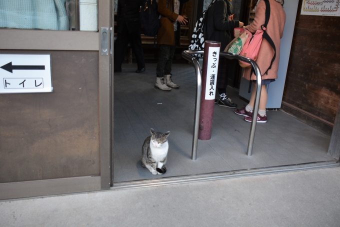 鉄道乗車記録の写真:駅舎・駅施設、様子(6)        「JR立野駅には猫の駅員？」