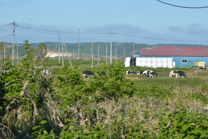 鉄道乗車記録の写真:車窓・風景(11)        「牧草地から夕方牛舎へ帰る牛達」