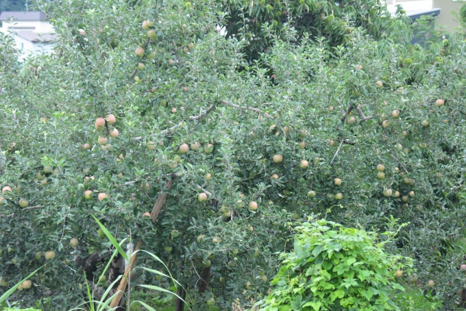 鉄道乗車記録の写真:車窓・風景(12)        「沿線にはリンゴ畑が沢山ありました。」