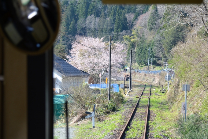 鉄道乗車記録の写真:車窓・風景(29)        「桜が咲いていました。」