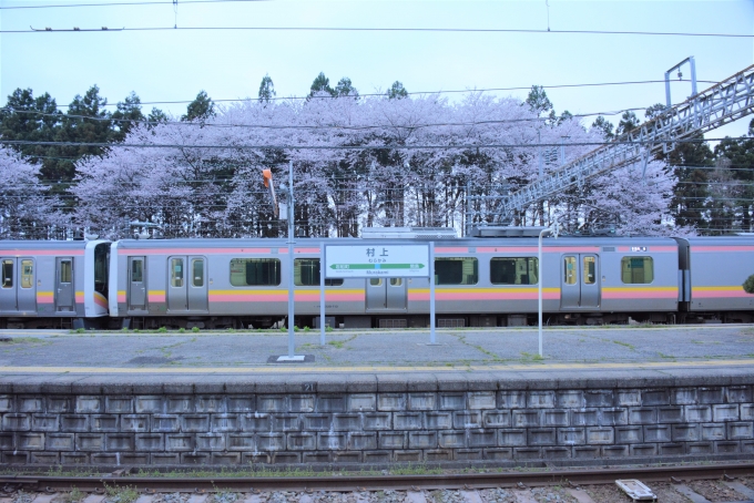 鉄道乗車記録の写真:駅舎・駅施設、様子(20)        「桜が満開」