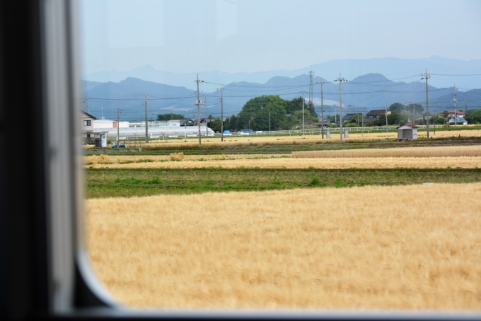 鉄道乗車記録の写真:車窓・風景(16)        「麦畑」
