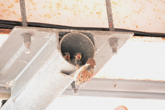 鉄道乗車記録の写真:駅舎・駅施設、様子(17)        「ホームの屋根の下のパイプに作られた雀の巣。
雀の親と雛」