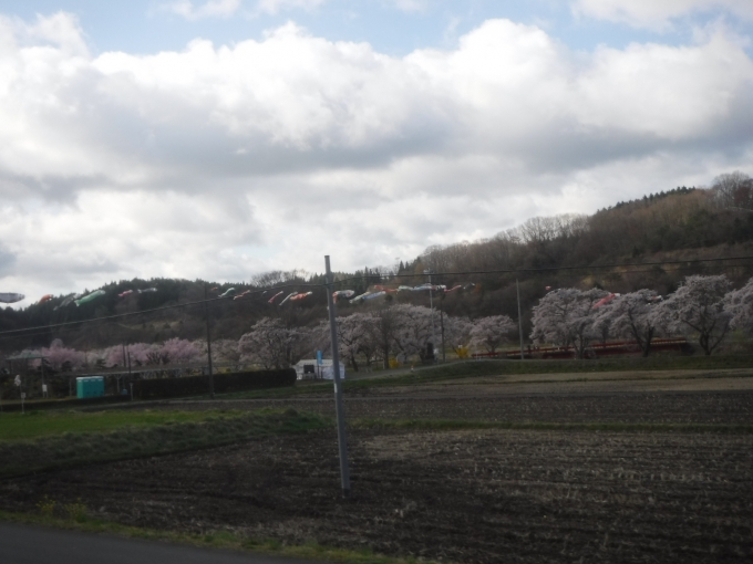 鉄道乗車記録の写真:車窓・風景(1)        「桜とこいのぼりで見ごろ」