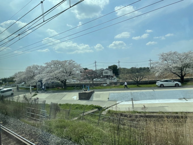 鉄道乗車記録の写真:車窓・風景(2)        「桜が奇麗でした」