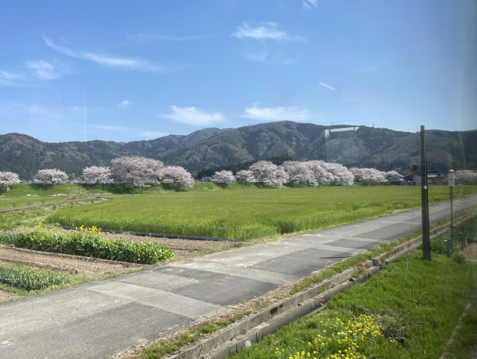 鉄道乗車記録の写真:車窓・風景(2)        「桜が奇麗でした」