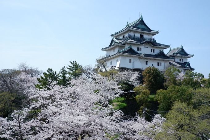鉄道乗車記録の写真:旅の思い出(1)        「和歌山城の桜が満開でした」