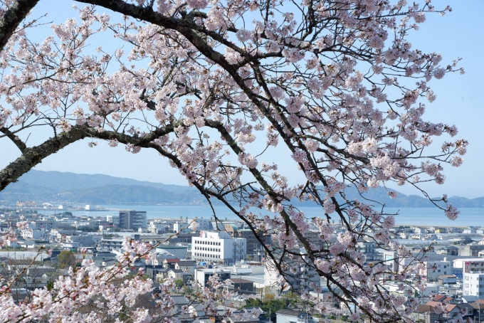 鉄道乗車記録の写真:旅の思い出(1)        「紀三井寺の桜」