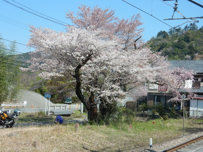 鉄道乗車記録の写真:旅の思い出(2)        「満開の桜はすごく綺麗でした」