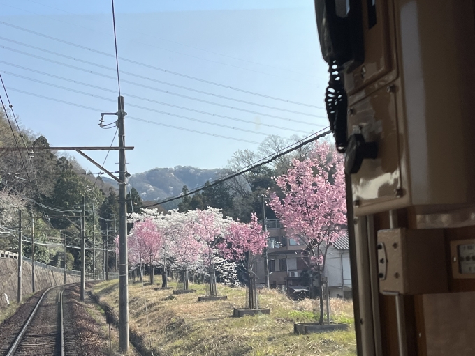 鉄道乗車記録の写真:車窓・風景(4)        「車窓から桜」