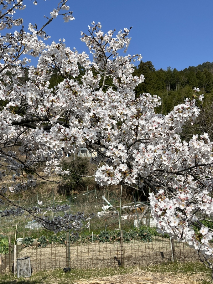 鉄道乗車記録の写真:車窓・風景(7)        「桜が満開だぁ^_^‼️
ホーム外の桜がホーム迄伸びてます。」