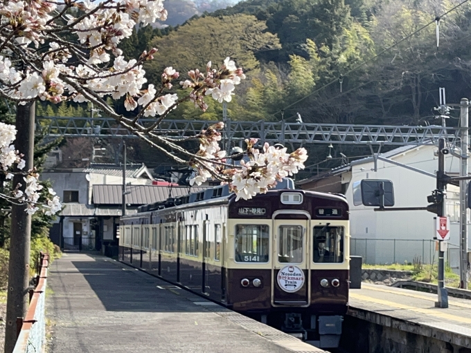 鉄道乗車記録の写真:列車・車両の様子(未乗車)(9)        「桜」