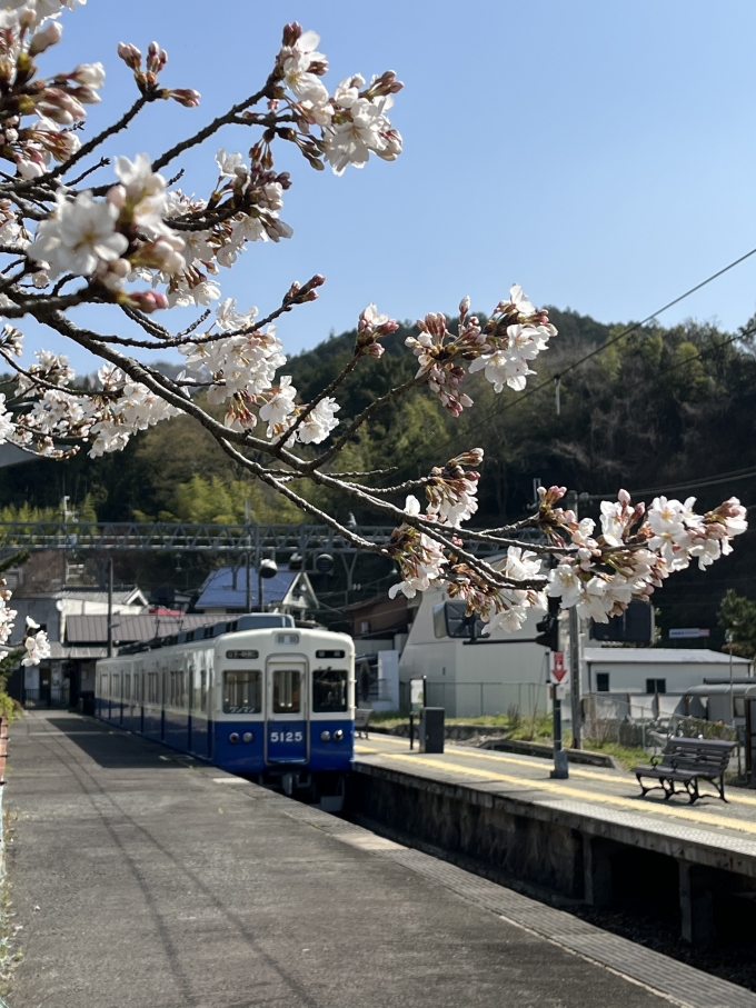 鉄道乗車記録の写真:列車・車両の様子(未乗車)(12)        「桜にピント合わせ^_^」