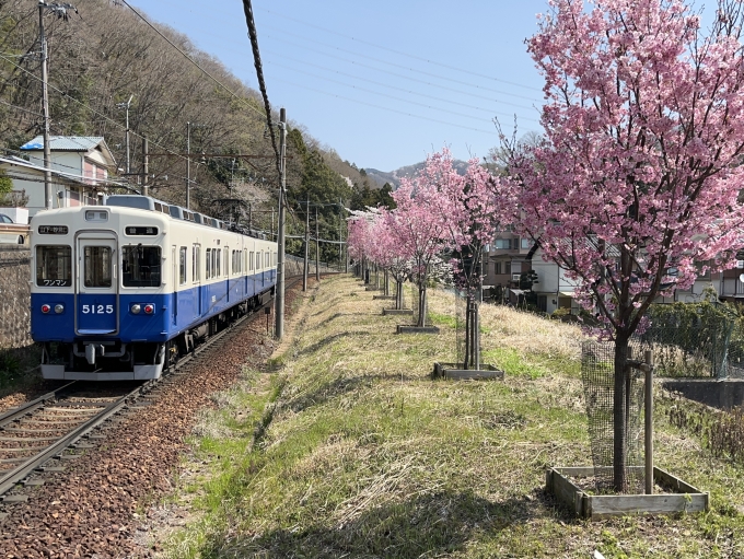 鉄道乗車記録の写真:列車・車両の様子(未乗車)(19)        「線路脇の桜、10年後が楽しみ^_^
新たな名所、鉄撮りポイントかなぁ。」