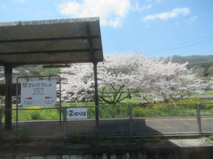 鉄道乗車記録の写真:駅舎・駅施設、様子(1)     「桜咲き誇る採銅所駅。」