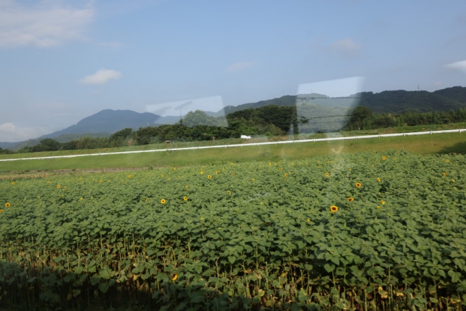鉄道乗車記録の写真:車窓・風景(26)        「休耕田にはひまわりも」