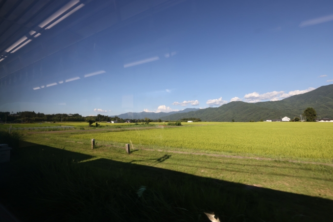 鉄道乗車記録の写真:車窓・風景(17)        「田んぼの稲は、早くもたわわに。稲刈りの時期は近い。」