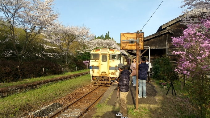 鉄道乗車記録の写真:乗車した列車(外観)(1)     「桜が満開の嘉例川駅」