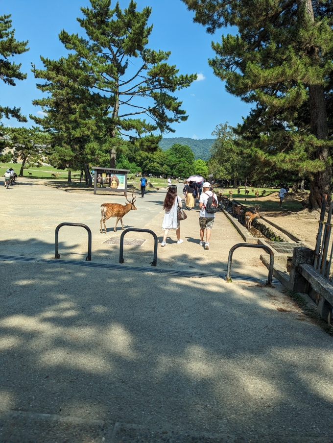 鉄道乗車記録の写真:旅の思い出(1)     「奈良公園」