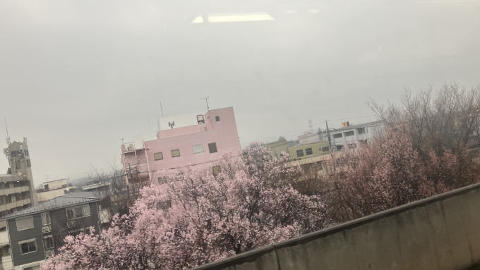 鉄道乗車記録の写真:車窓・風景(2)        「前橋駅到着前に撮影した。
前橋市では3月31日にさくらが開花したという。今回の乗車では、一部でさくらが見られた。」