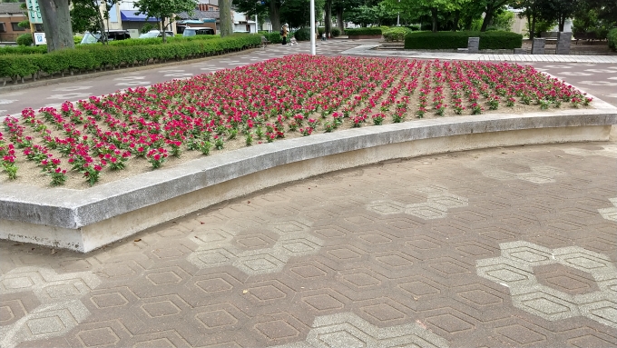 鉄道乗車記録の写真:旅の思い出(3)     「西小泉駅から徒歩約10分のところにある「花の広場」の一角の様子。」