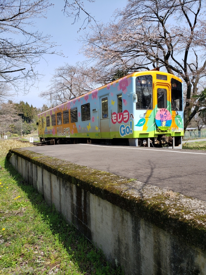 鉄道乗車記録の写真:列車・車両の様子(未乗車)(1)     「満開の桜と共に…の目論見は達成されず(涙)」